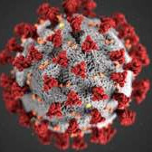 COVID-19 Virus